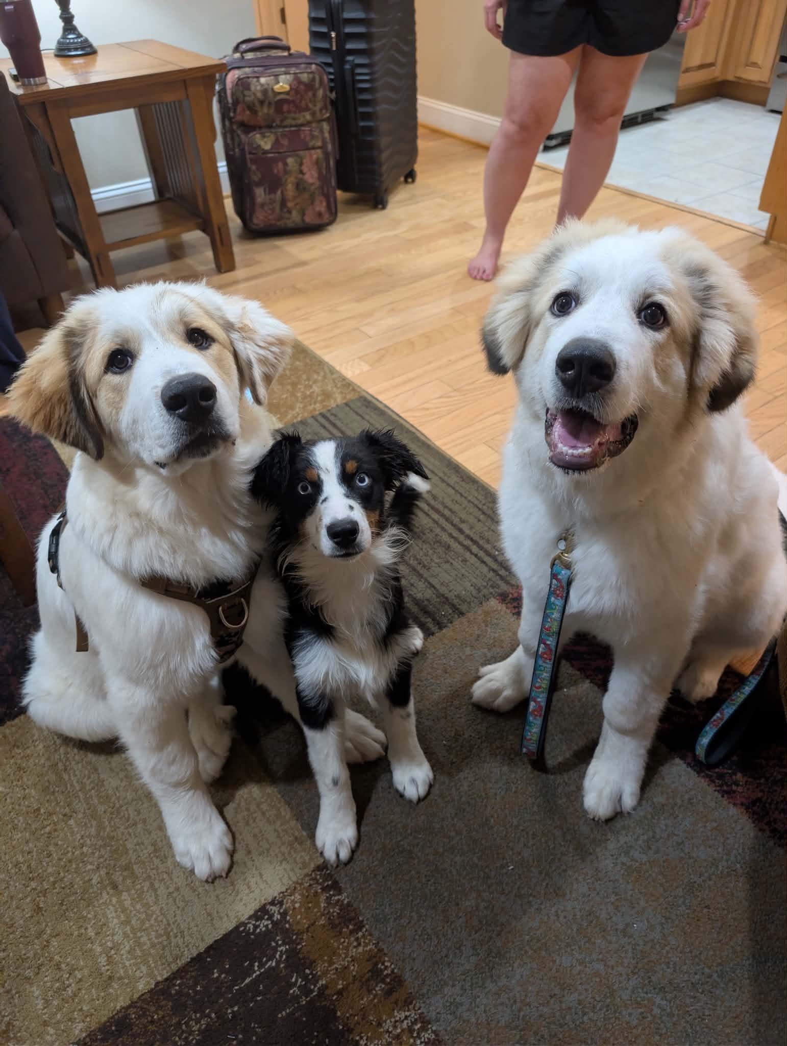 The trio
