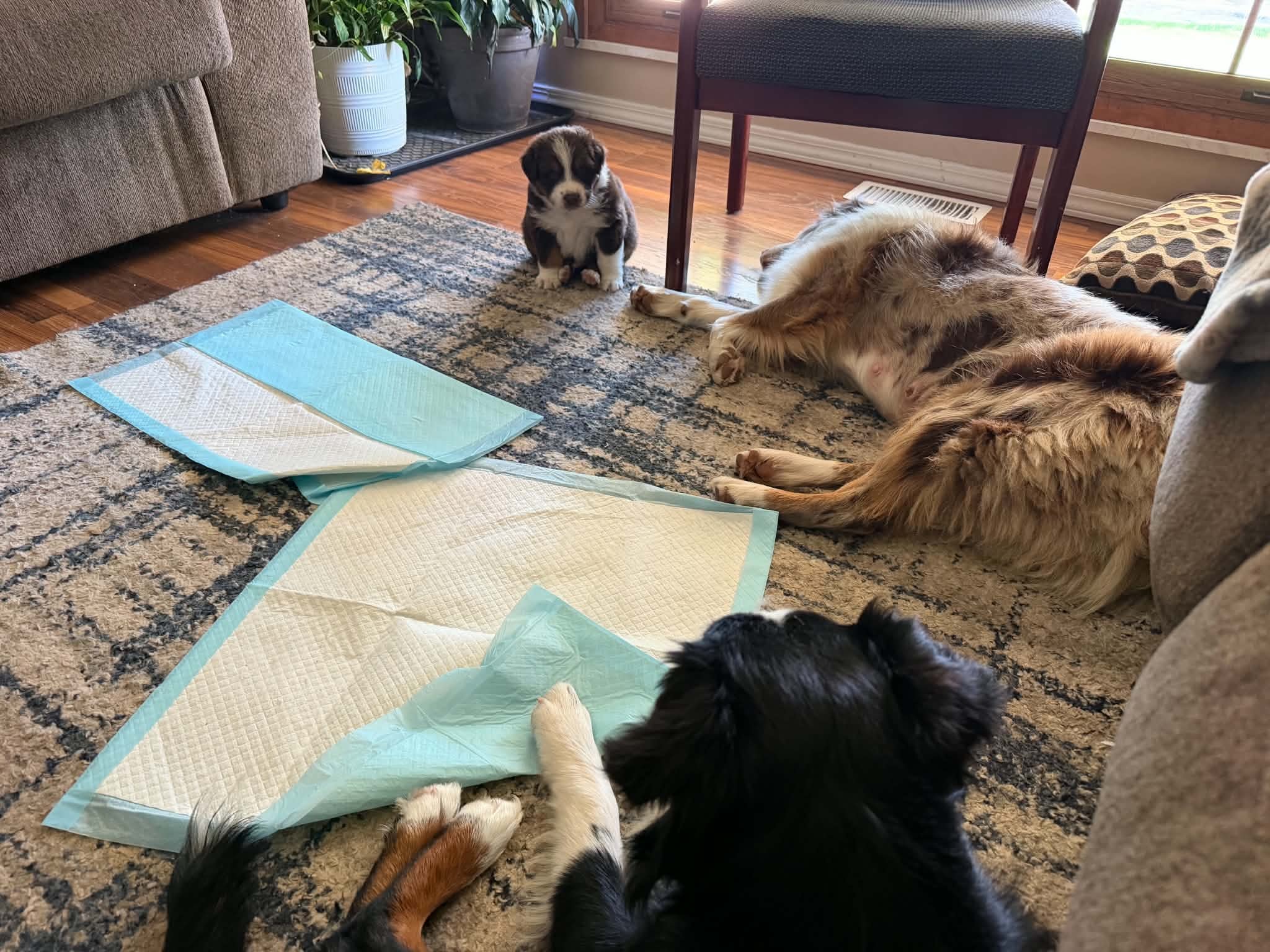 Yoga mat approved