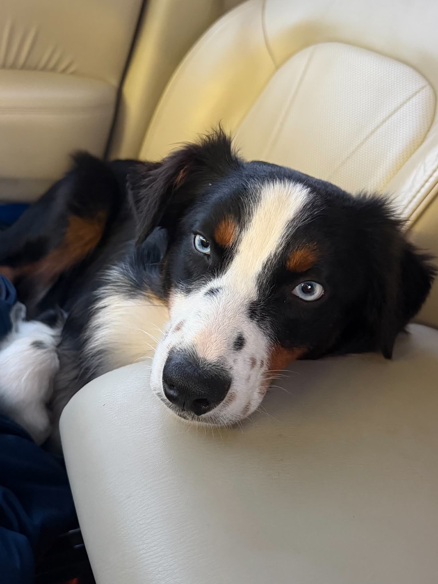 The Guiding Paw family moment