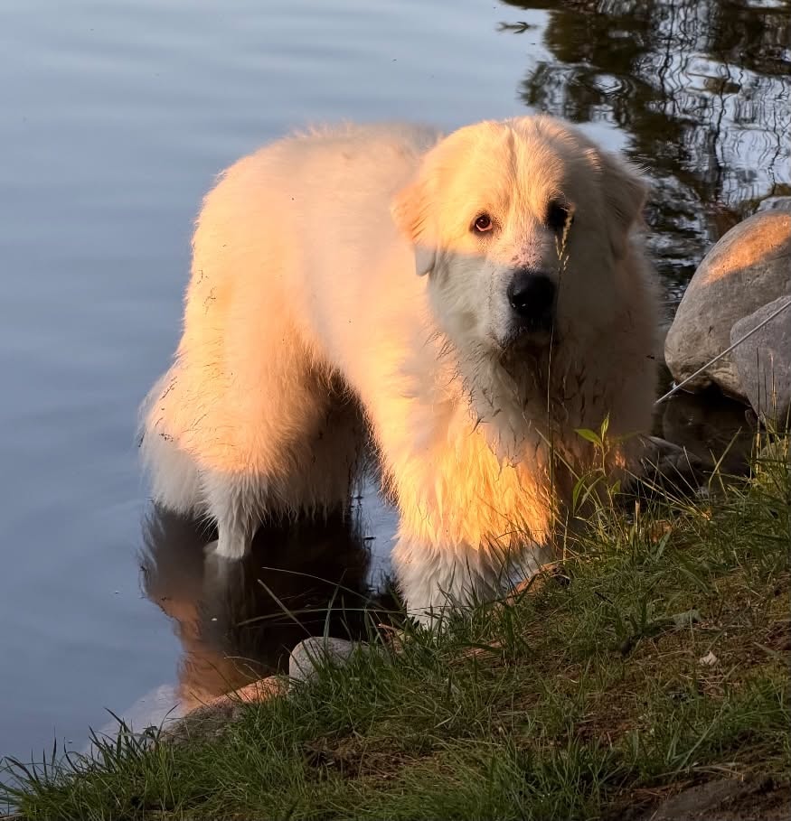 Bear — by the water