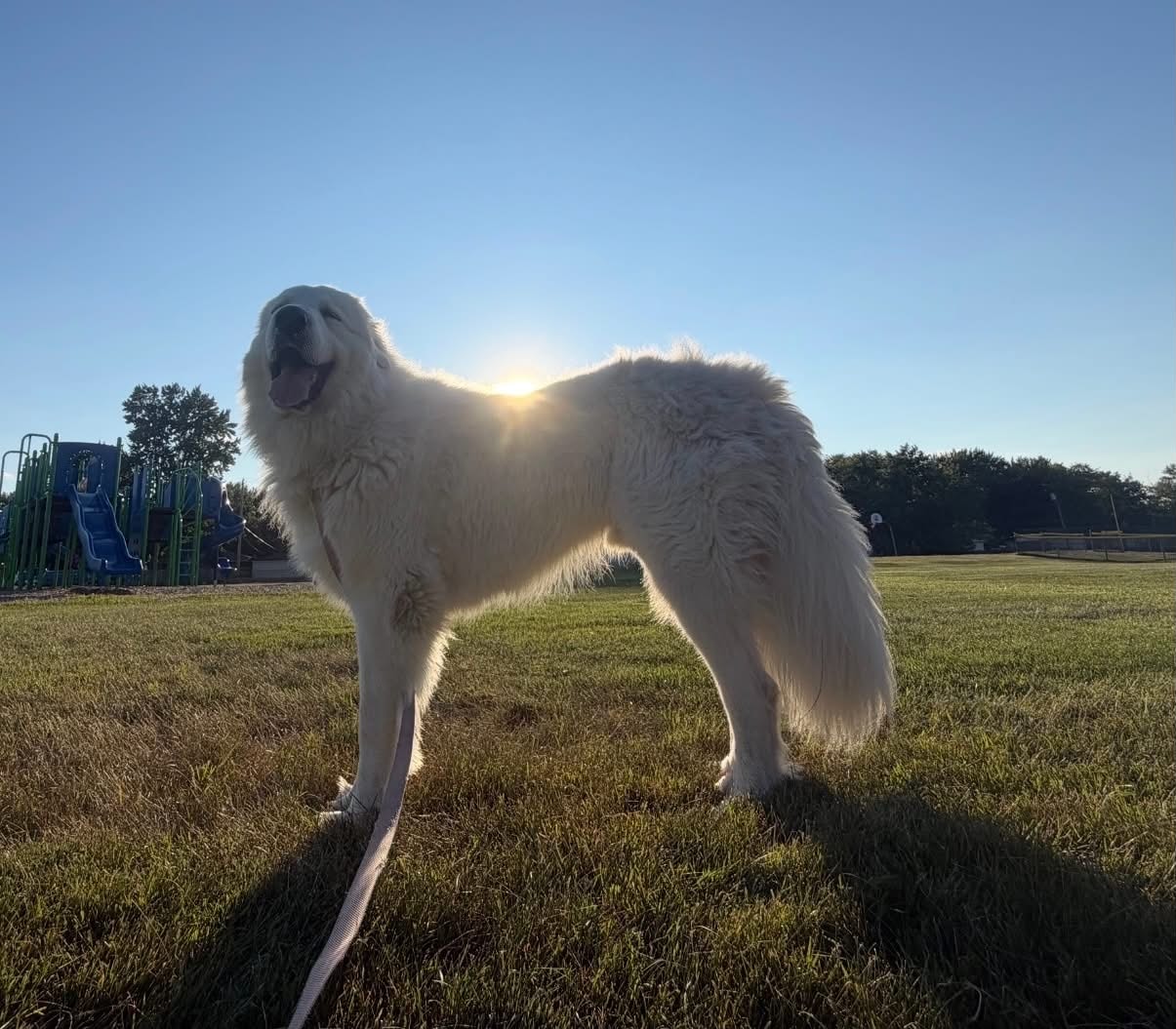 Bear — in the park